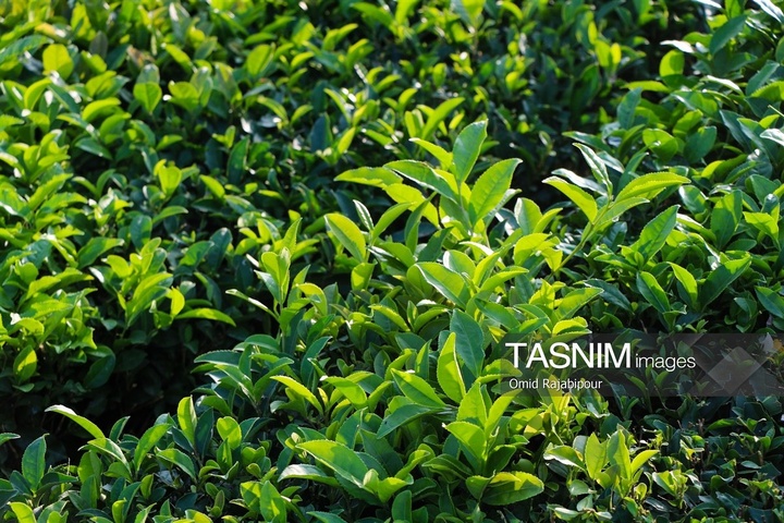 برداشت چای در رحیم آباد گیلان