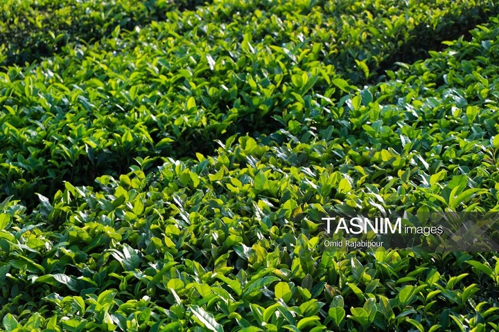 برداشت چای در رحیم آباد گیلان