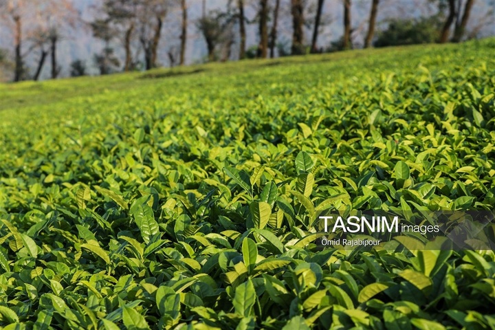 برداشت چای در رحیم آباد گیلان