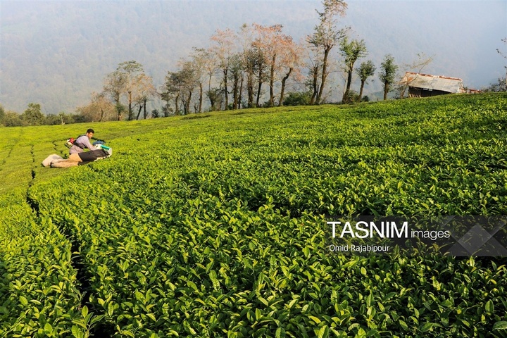 برداشت چای در رحیم آباد گیلان