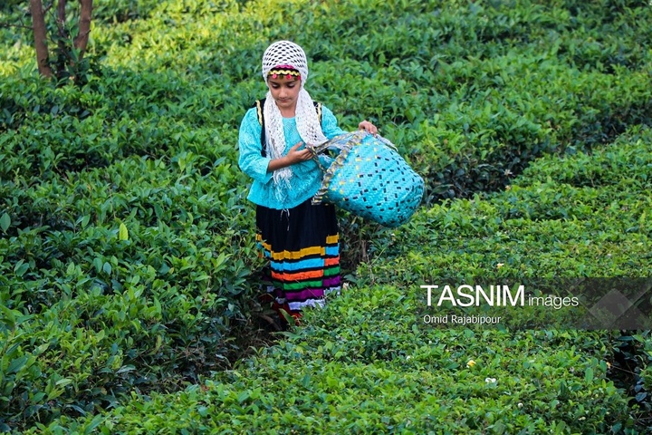 برداشت چای در رحیم آباد گیلان
