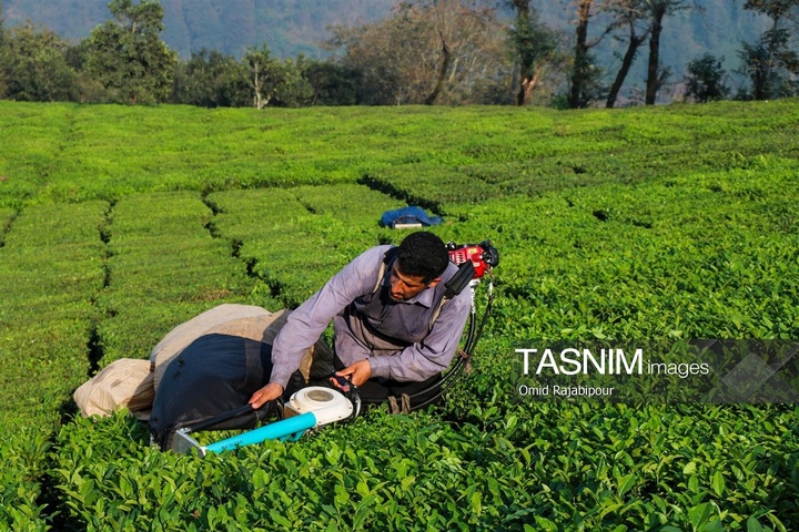برداشت چای در رحیم آباد گیلان