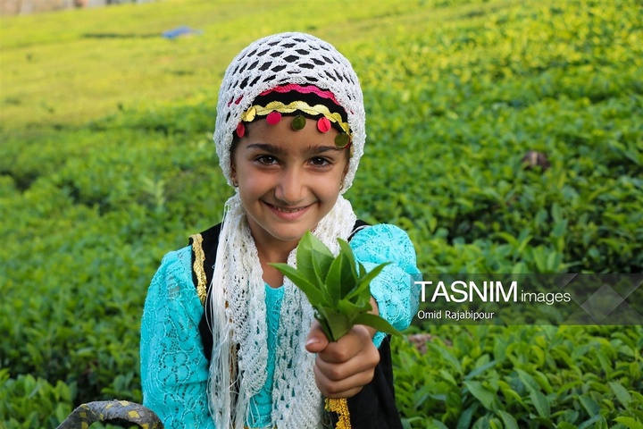 برداشت چای در رحیم آباد گیلان