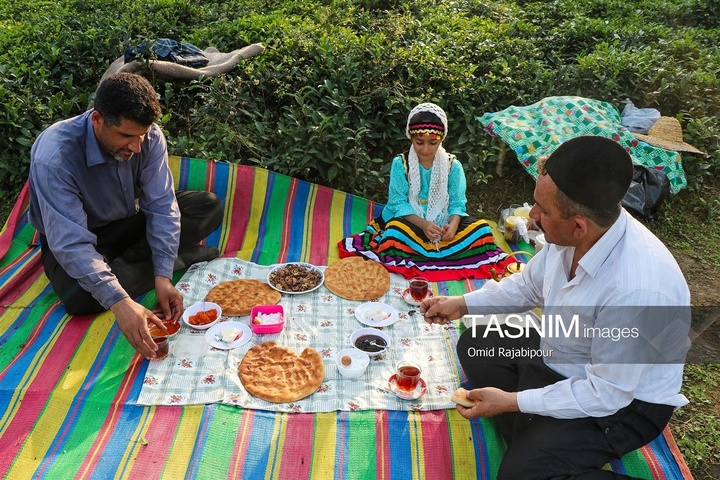 برداشت چای در رحیم آباد گیلان
