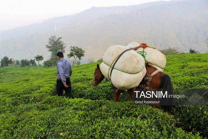 برداشت چای در رحیم آباد گیلان