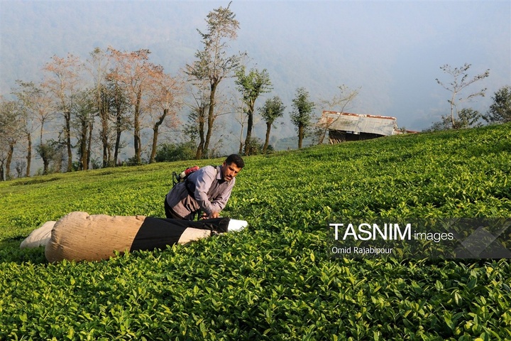 برداشت چای در رحیم آباد گیلان