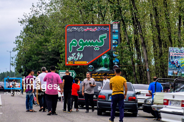 جنگل «گیسوم» نگین سبز غرب گیلان