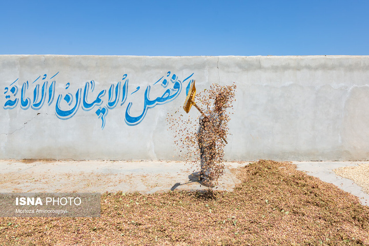 فصل برداشت پسته - نیشابور