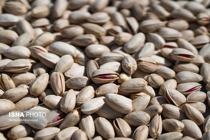 فصل برداشت پسته - نیشابور