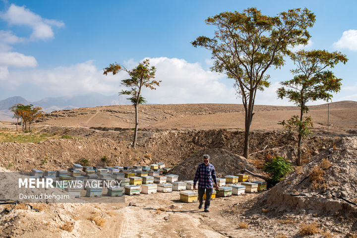 برداشت عسل در روستای گوارشک خراسان رضوی