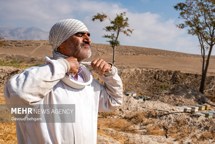 برداشت عسل در روستای گوارشک خراسان رضوی