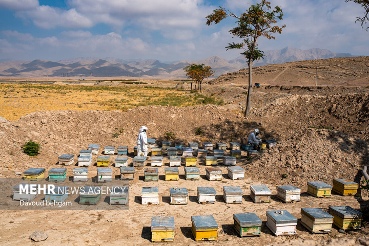برداشت عسل در روستای گوارشک خراسان رضوی