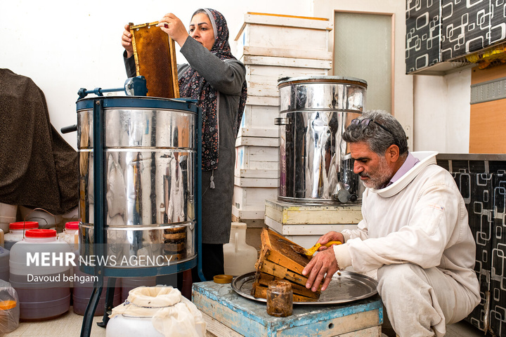 برداشت عسل در روستای گوارشک خراسان رضوی