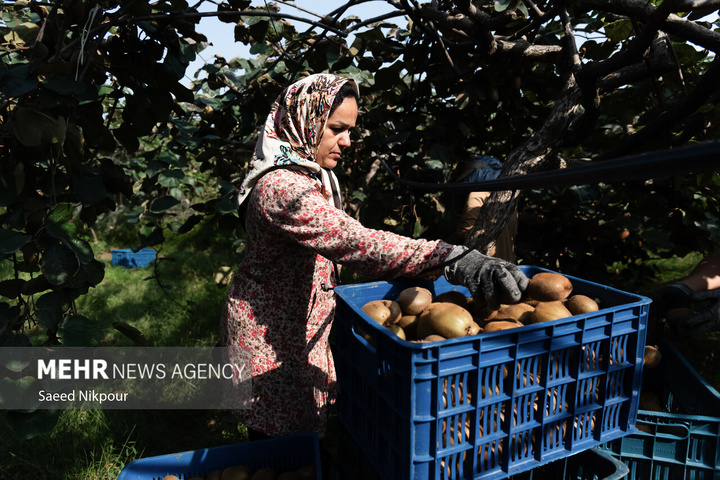 برداشت کیوی از باغات شهرستان تالش