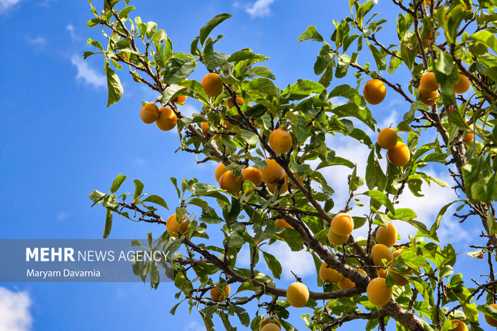 برداشت آلو بخارا در روستای شوقان جاجرم