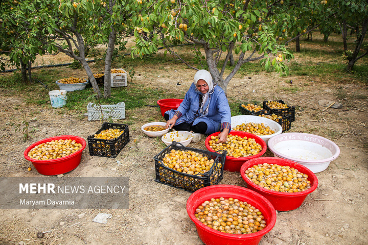 برداشت آلو بخارا در روستای شوقان جاجرم