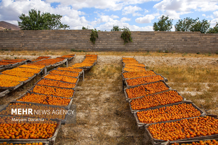 برداشت آلو بخارا در روستای شوقان جاجرم