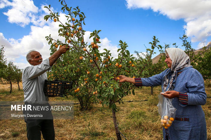 برداشت آلو بخارا در روستای شوقان جاجرم