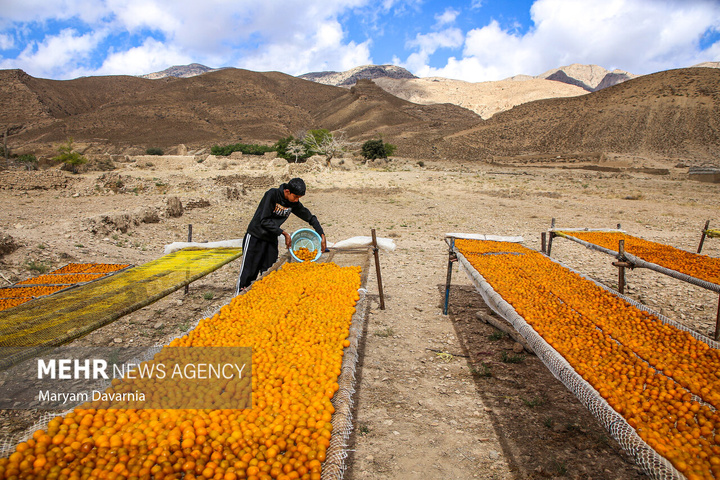 برداشت آلو بخارا در روستای شوقان جاجرم
