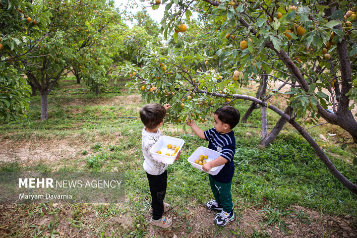 برداشت آلو بخارا در روستای شوقان جاجرم