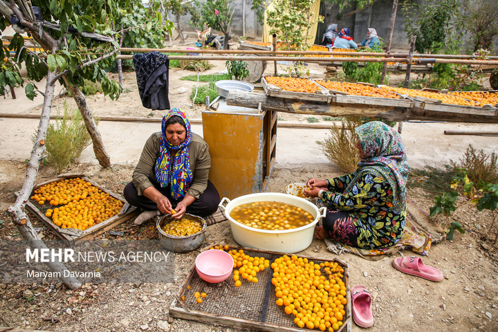 برداشت آلو بخارا در روستای شوقان جاجرم