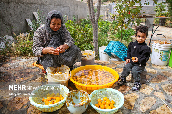 برداشت آلو بخارا در روستای شوقان جاجرم