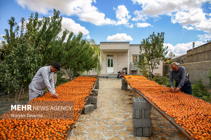 برداشت آلو بخارا در روستای شوقان جاجرم