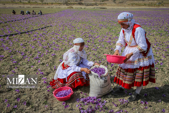 برداشت طلای سرخ از مزارع خراسان شمالی
