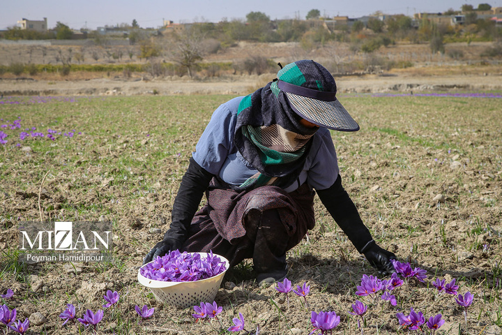 برداشت طلای سرخ از مزارع خراسان شمالی