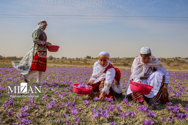 برداشت طلای سرخ از مزارع خراسان شمالی
