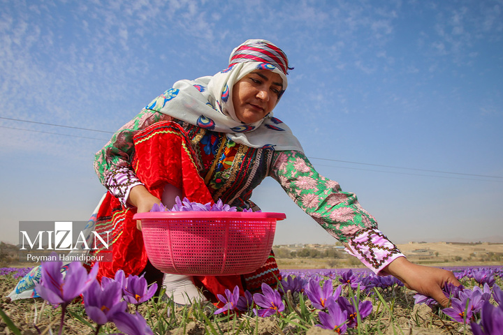 برداشت طلای سرخ از مزارع خراسان شمالی
