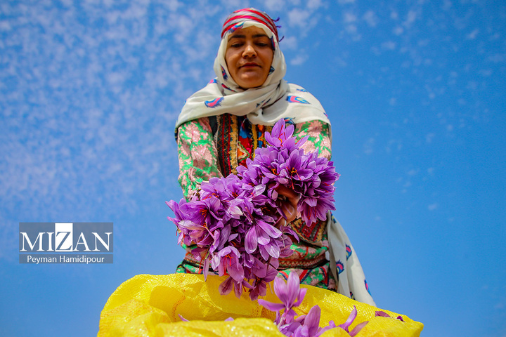 برداشت طلای سرخ از مزارع خراسان شمالی