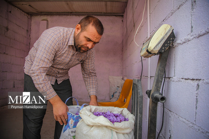 برداشت طلای سرخ از مزارع خراسان شمالی
