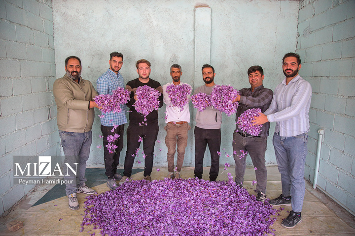 برداشت طلای سرخ از مزارع خراسان شمالی