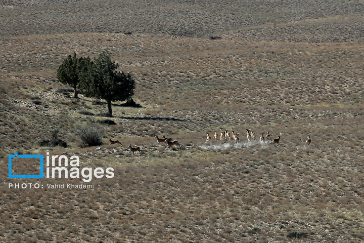حافظان طبیعت
