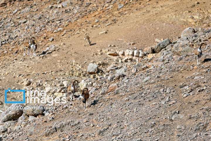 حافظان طبیعت