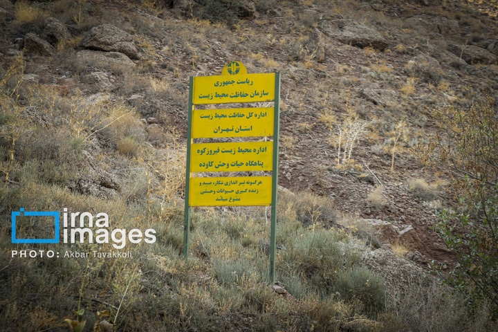 پناهگاه حیات‌وحش «کاوده»