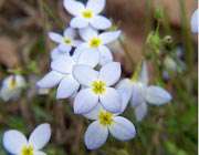 تشرف اسماعیل هرقلى