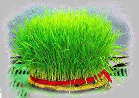ويژه نامه نوروز سال 88 – چگونه ماهی های قرمز را نگهداری کنیم