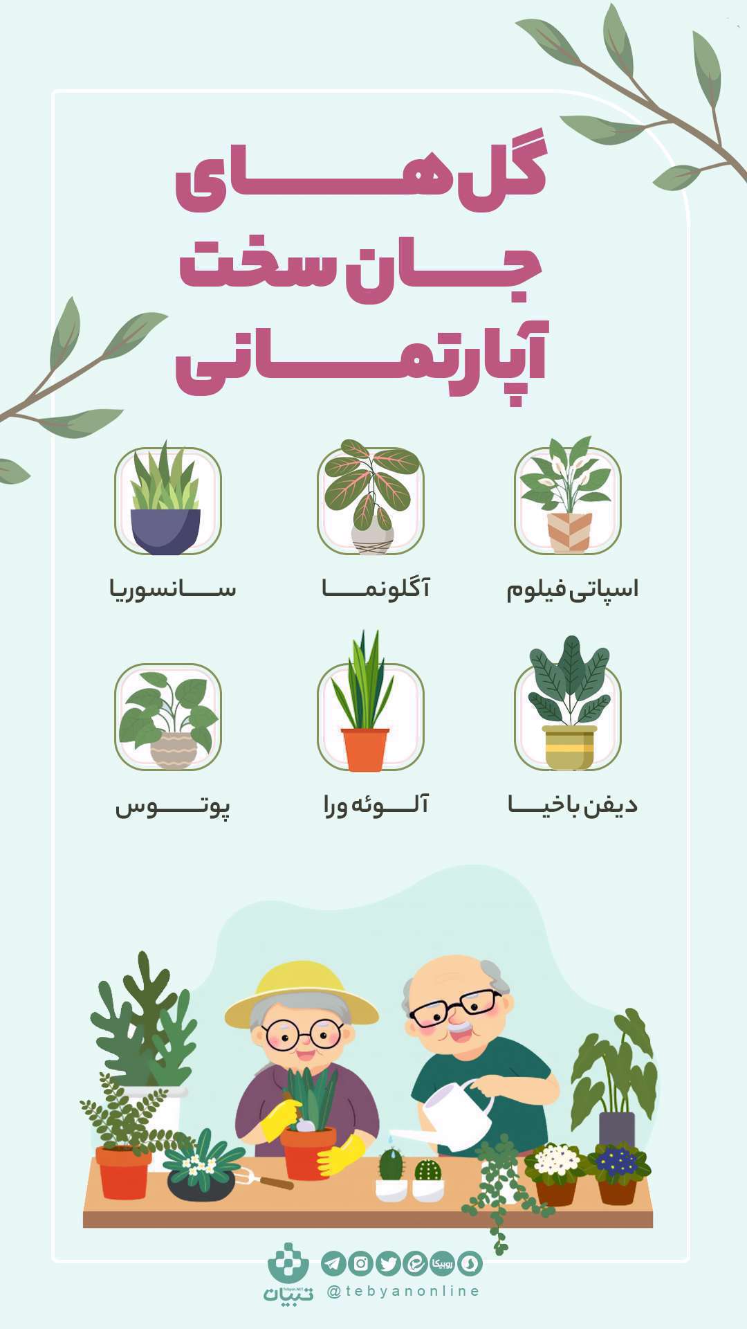 گل های جان سخت آپارتمانی؛ اینفوگرافیک