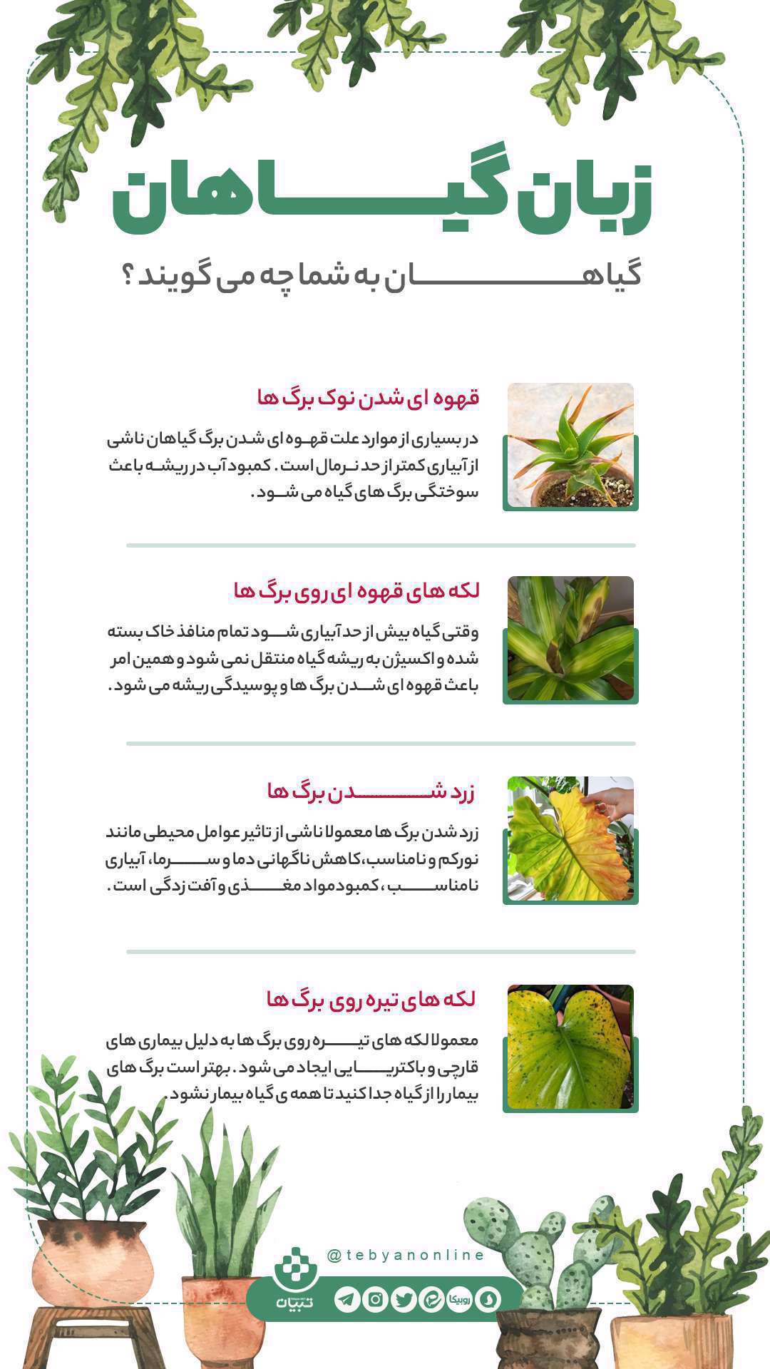 زبان گیاهان؛  اینفوگرافیک