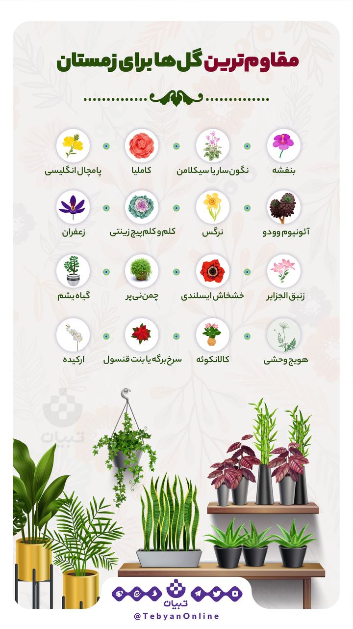 مقاوم‌ترین گل‌ها برای زمستان