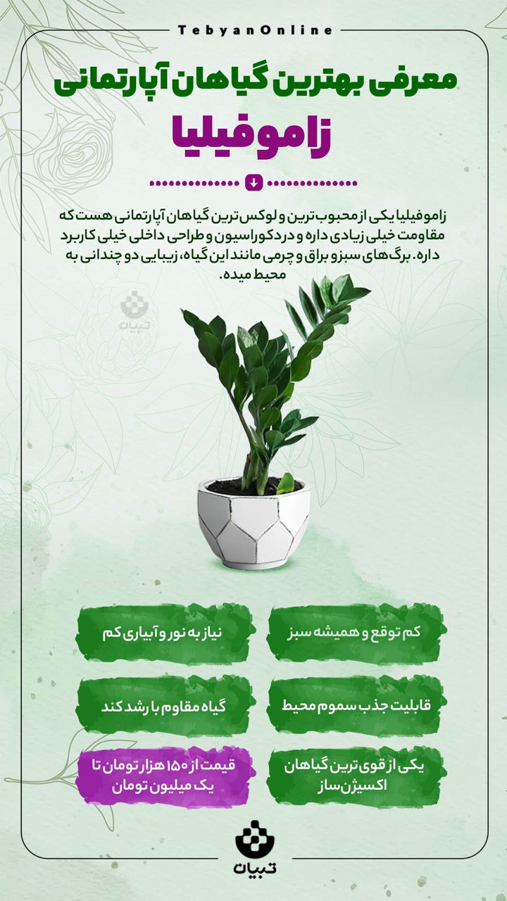 معرفی بهترین گیاهان آپارتمانی؛ زاموفیلیا