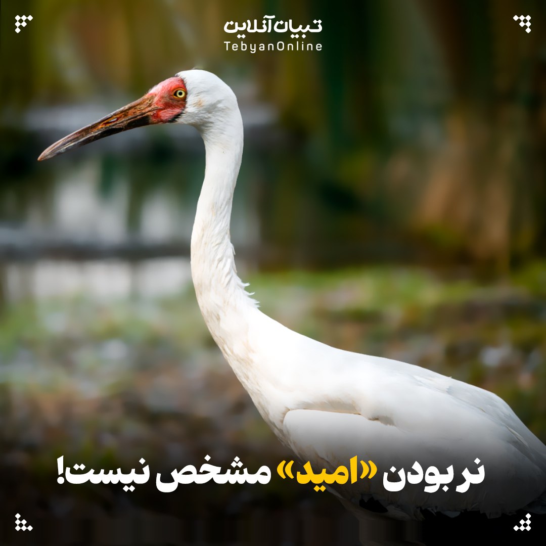 رویا و امید، پروژه ناموفق محیط زیستی دیگر