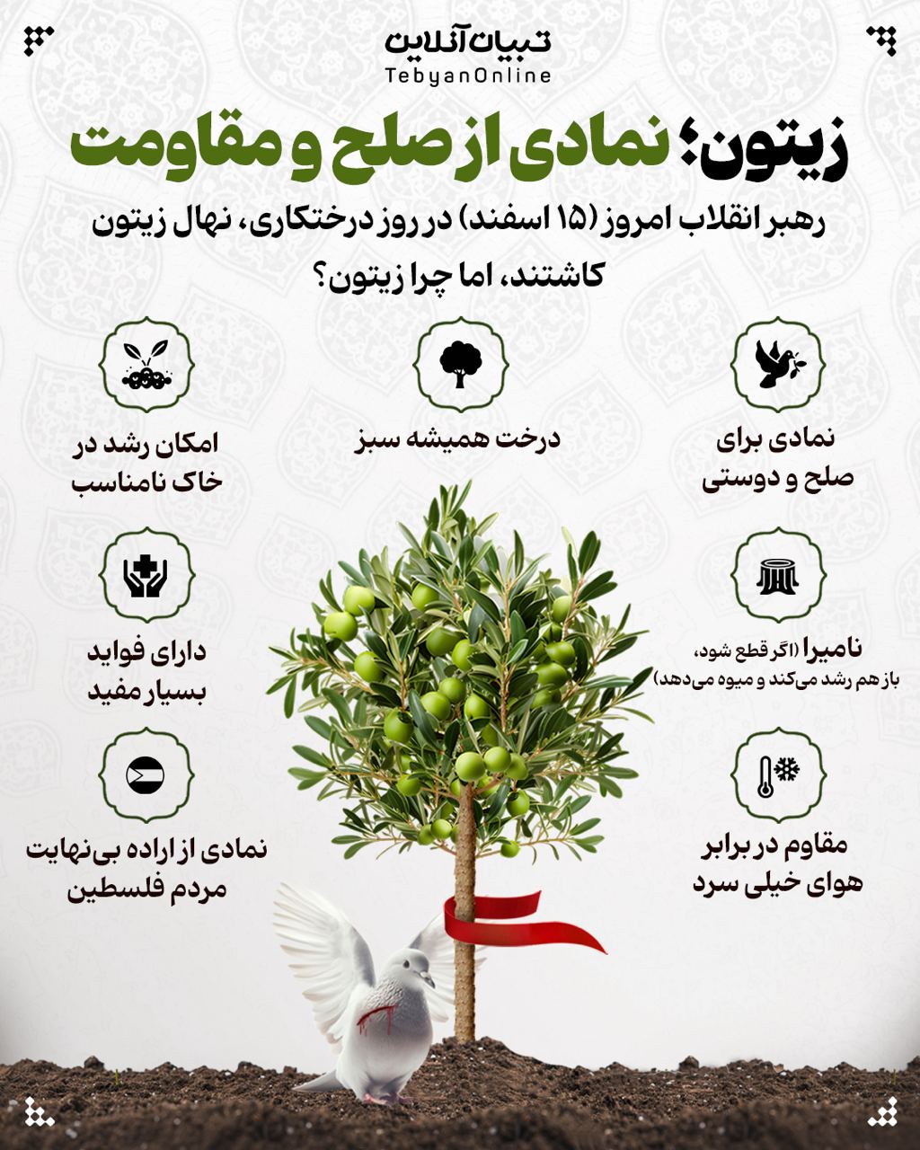 زیتون؛ نمادی از صلح و مقاومت