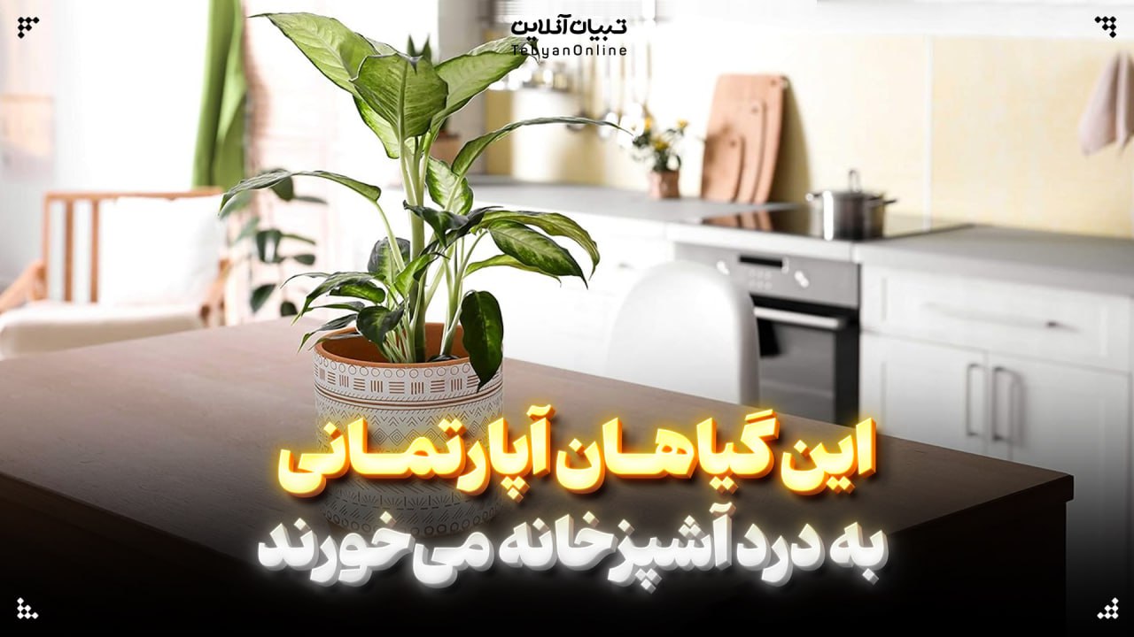  این گیاهان آپارتمانی به درد آشپزخانه می‌خورند