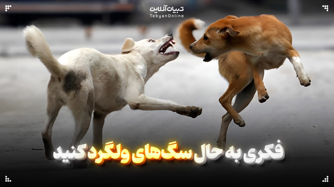  فکری به حال سگ‌های ولگرد کنید
