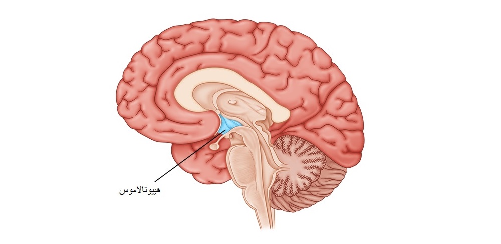 راهکارهایی برای تقویت عملکرد هیپوتالاموس