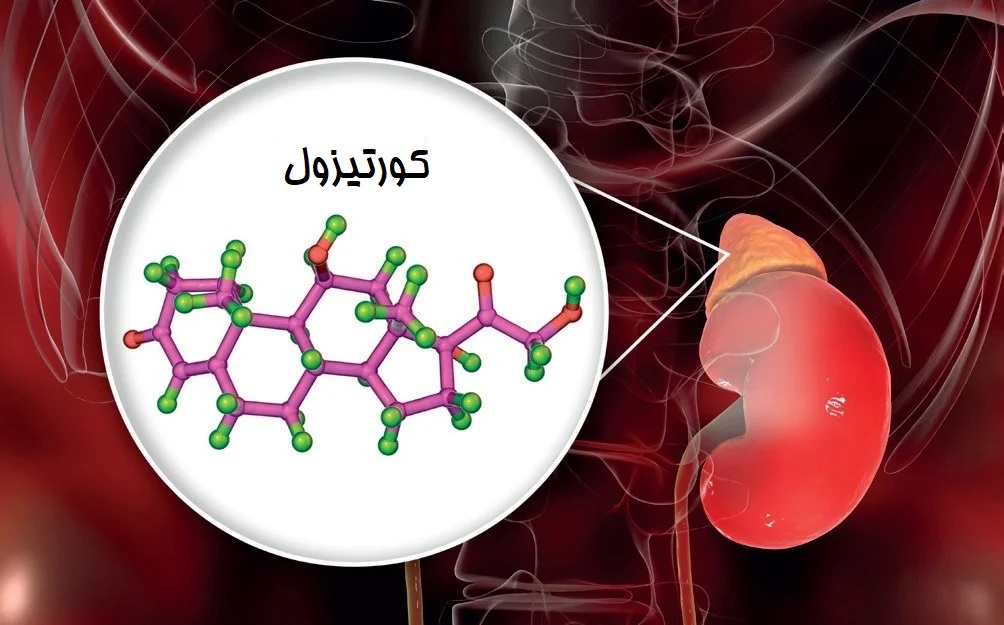 آنچه باید در مورد کورتیزول (هورمون استرس) بدانید