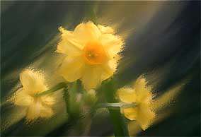 گل نرگس، گل وفا *